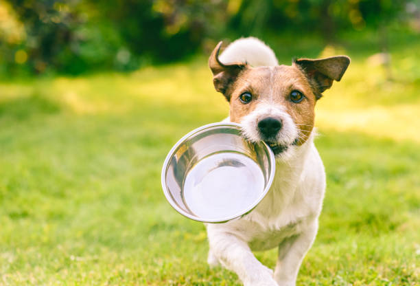 36,880 Dogs Eating Stock Photos, Pictures & Royalty-Free Images - iStock